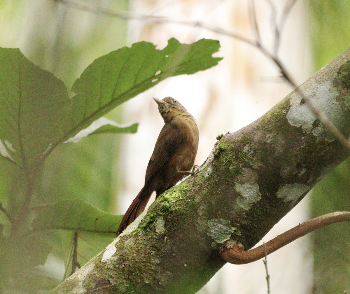 Plain-winged Woodcreeper (Plain-winged) - ML634610921