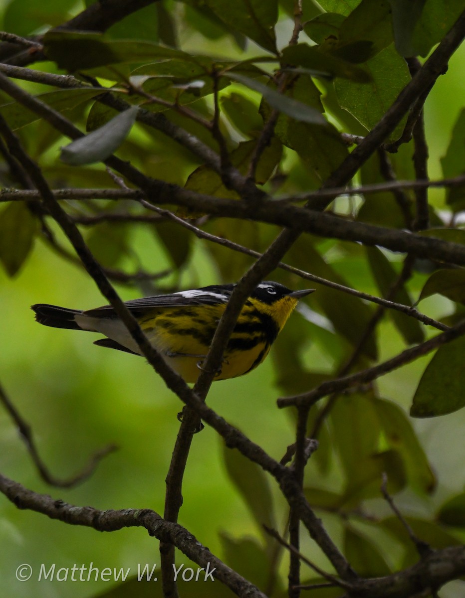 Magnolia Warbler - ML634610986