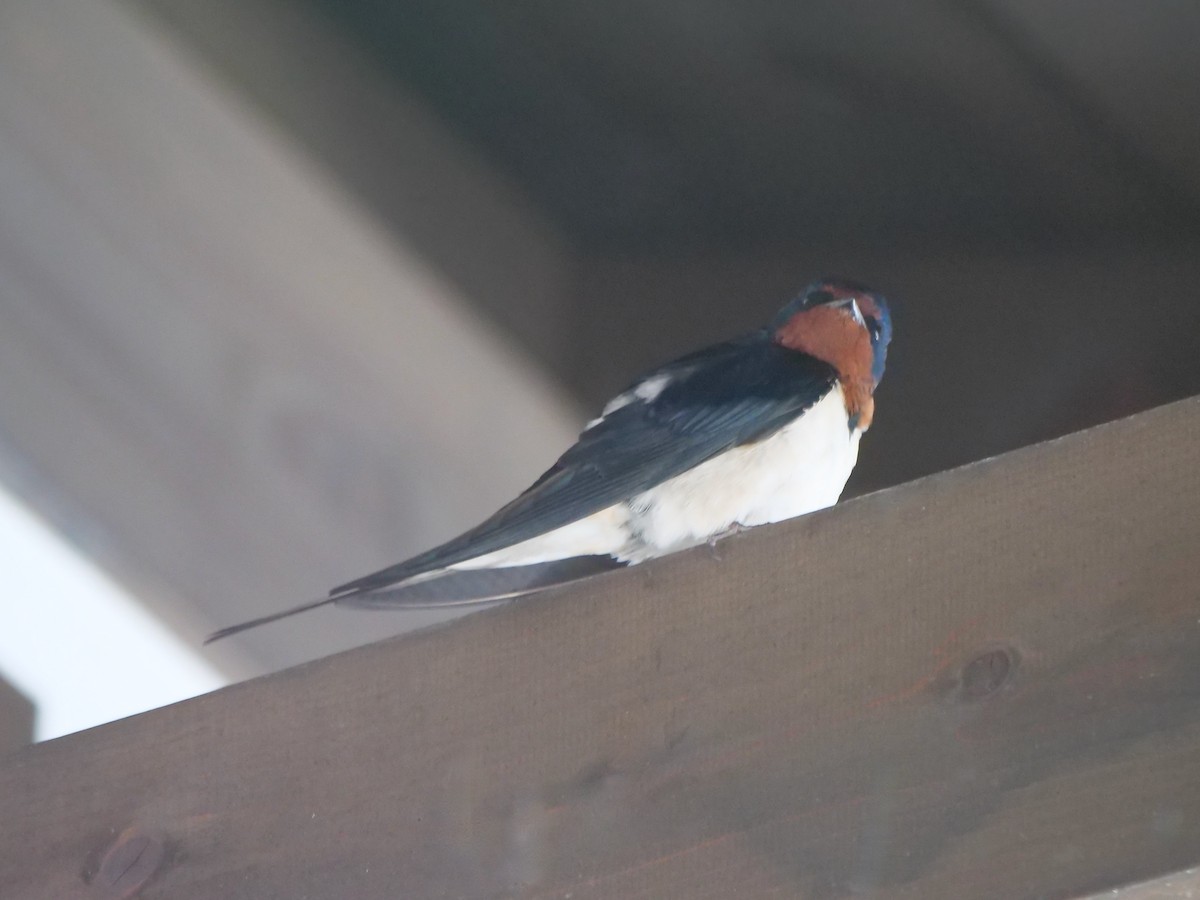 Barn Swallow - ML634611064