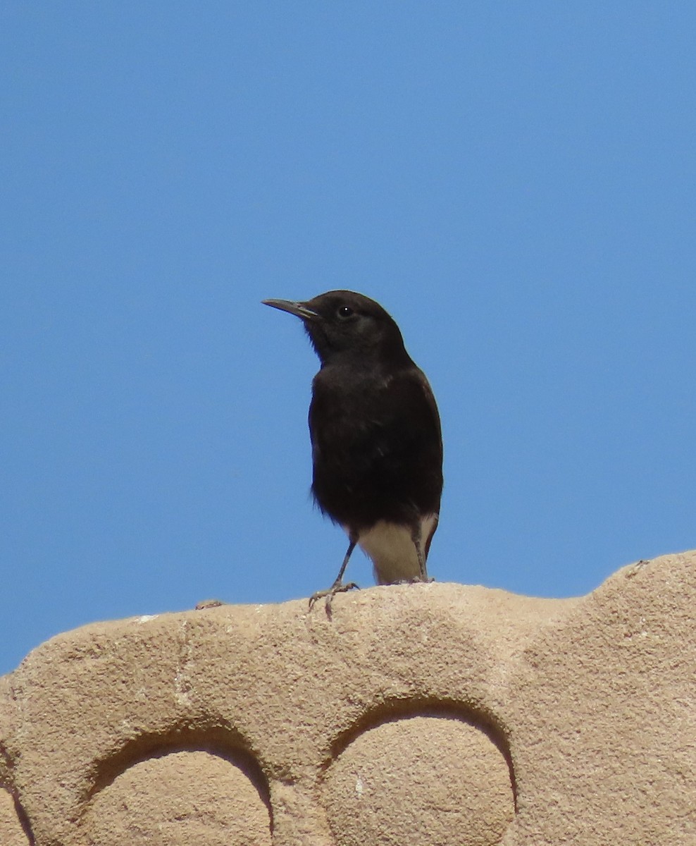 Monachella testabianca - ML634611095