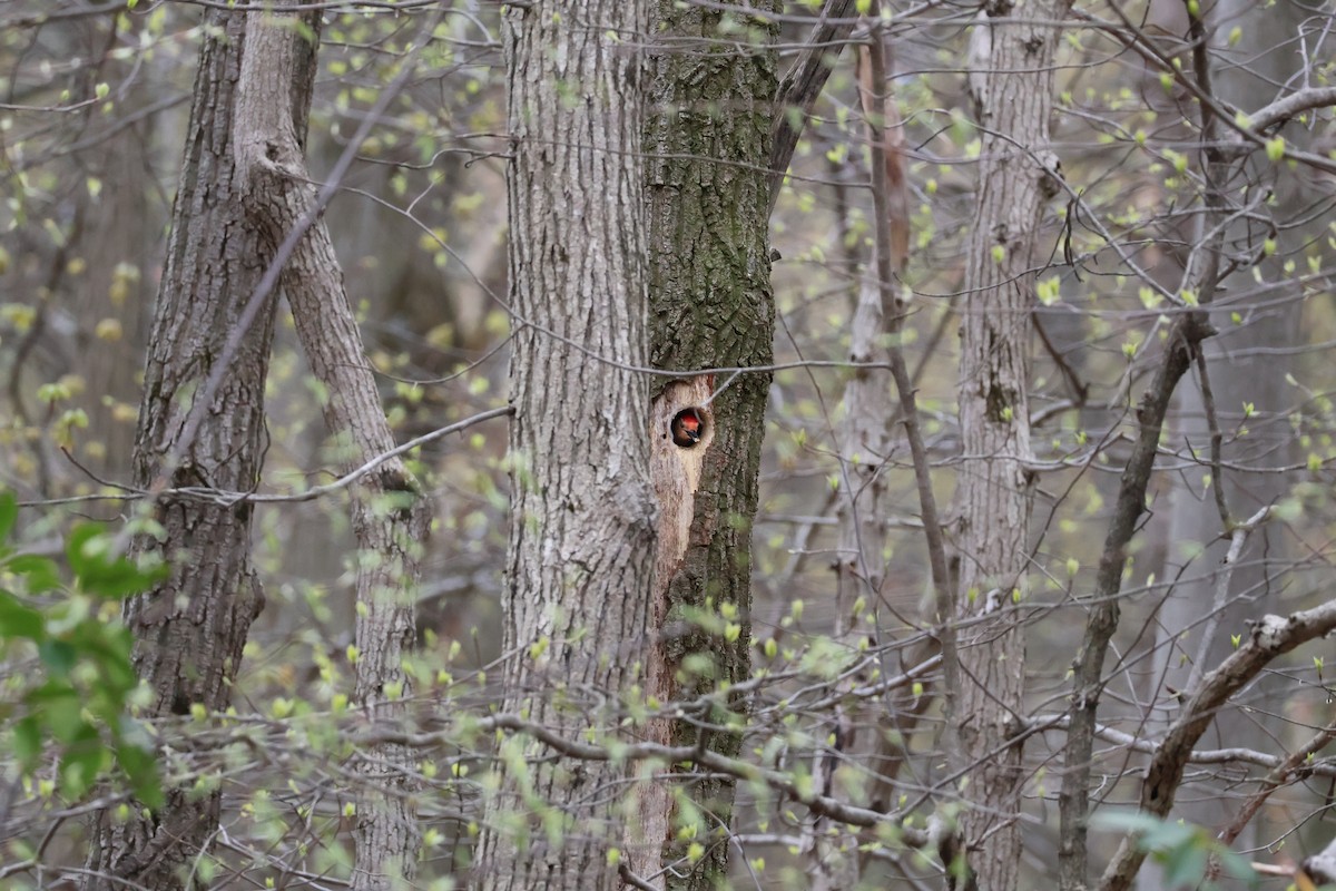 Red-bellied Woodpecker - ML634611160