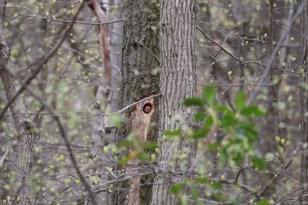 Red-bellied Woodpecker - ML634611180
