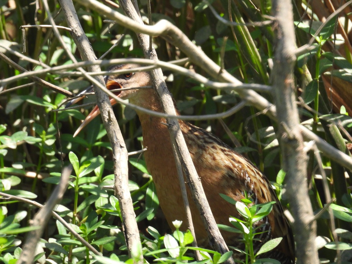 King Rail - ML634611225
