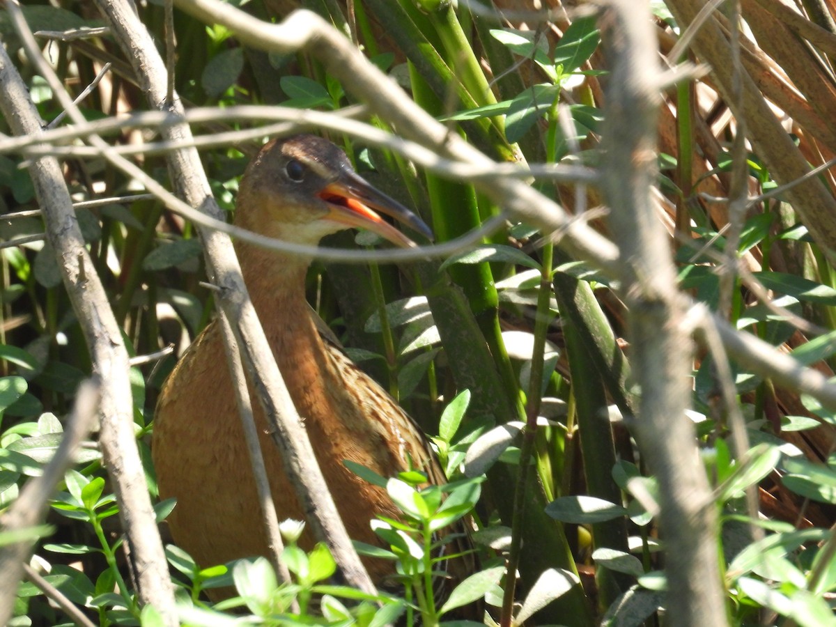 King Rail - ML634611226