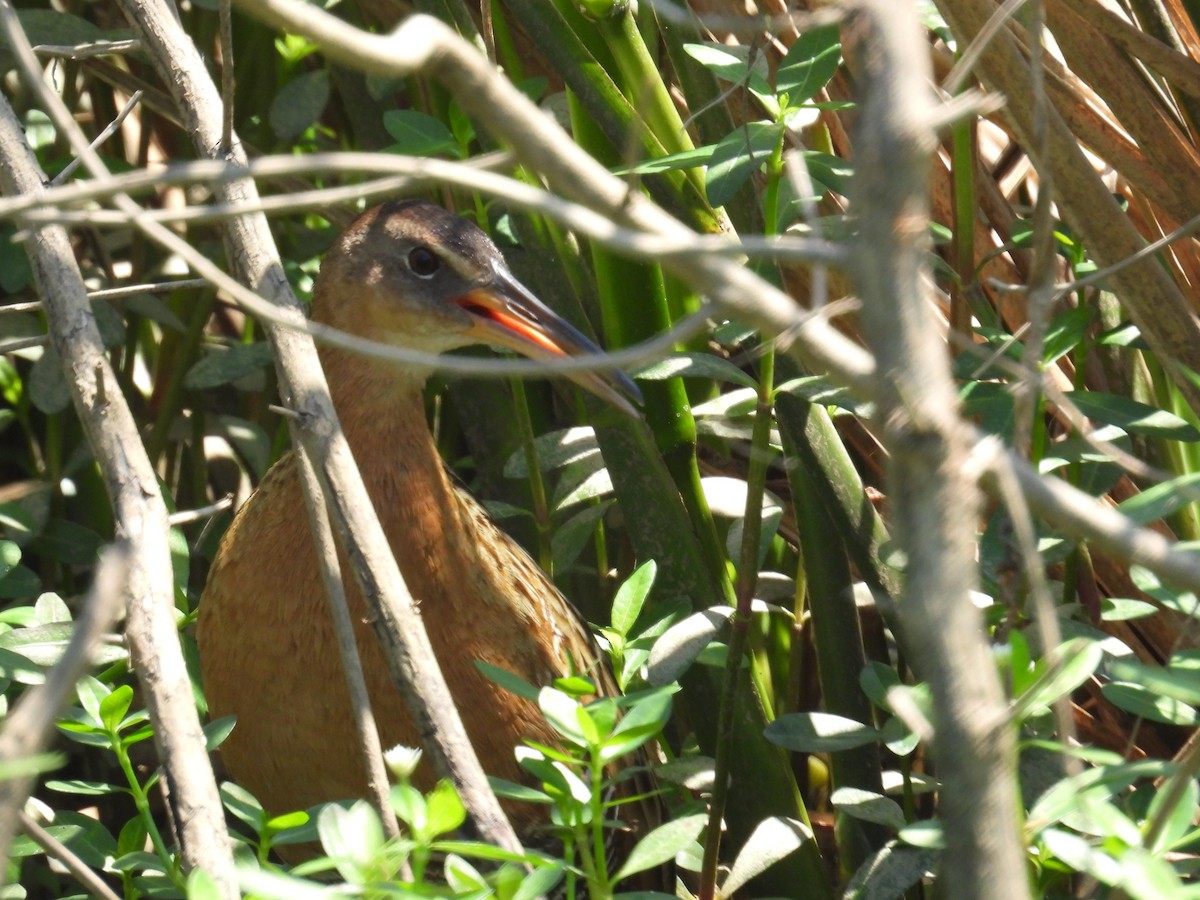 King Rail - ML634611227