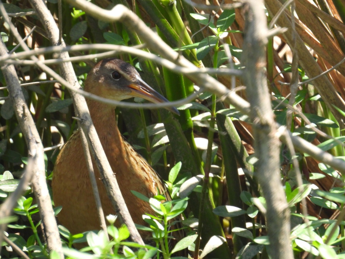 King Rail - ML634611228