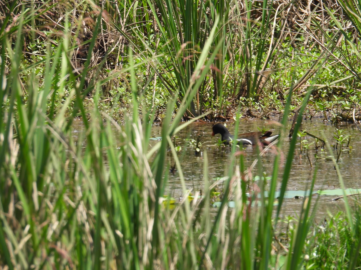 Common Gallinule - ML634611235