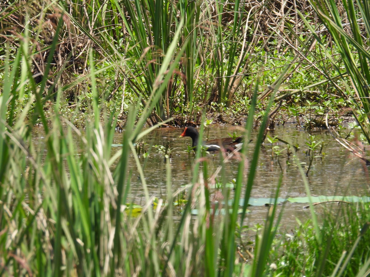 Common Gallinule - ML634611236