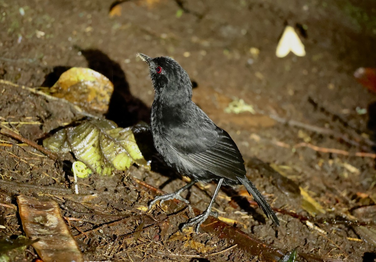 Western Fire-eye (Black-bellied) - ML634611261