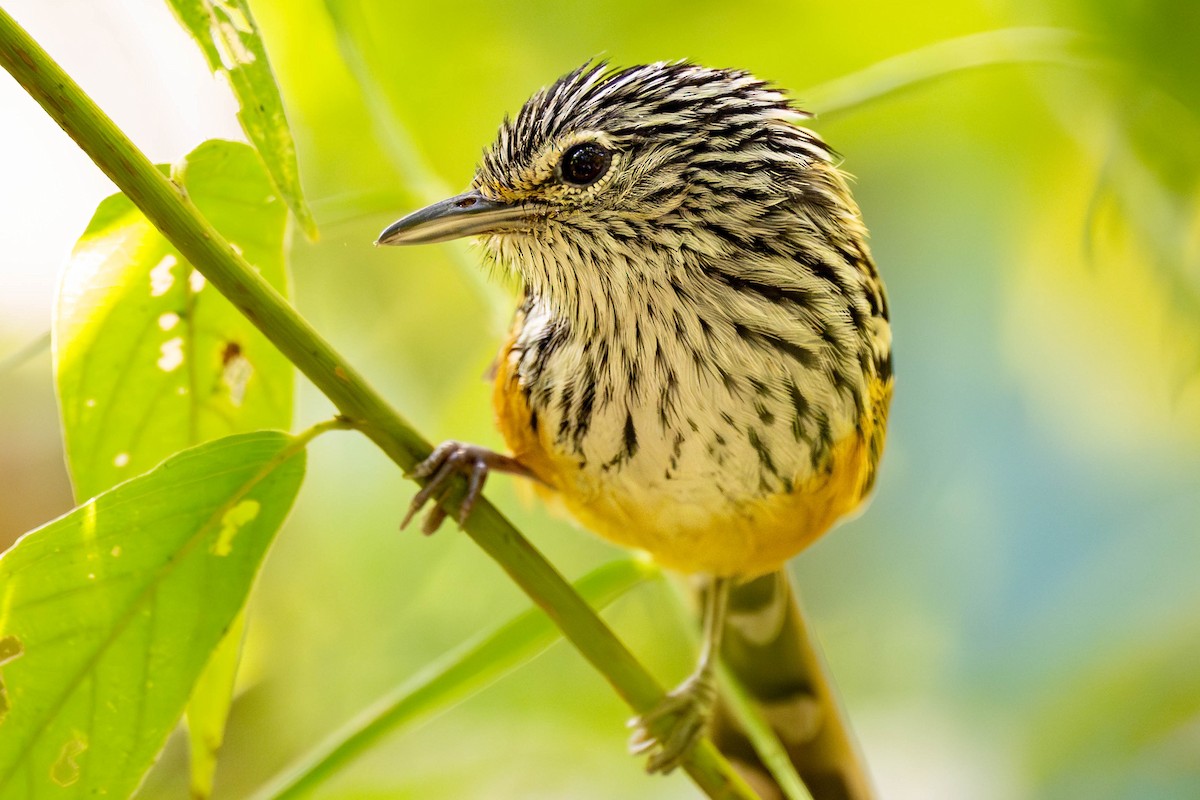 Santa Marta Antbird - ML634611303