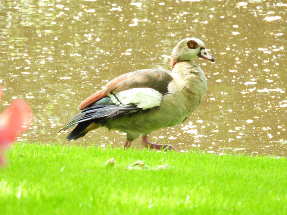 Egyptian Goose - ML634611314