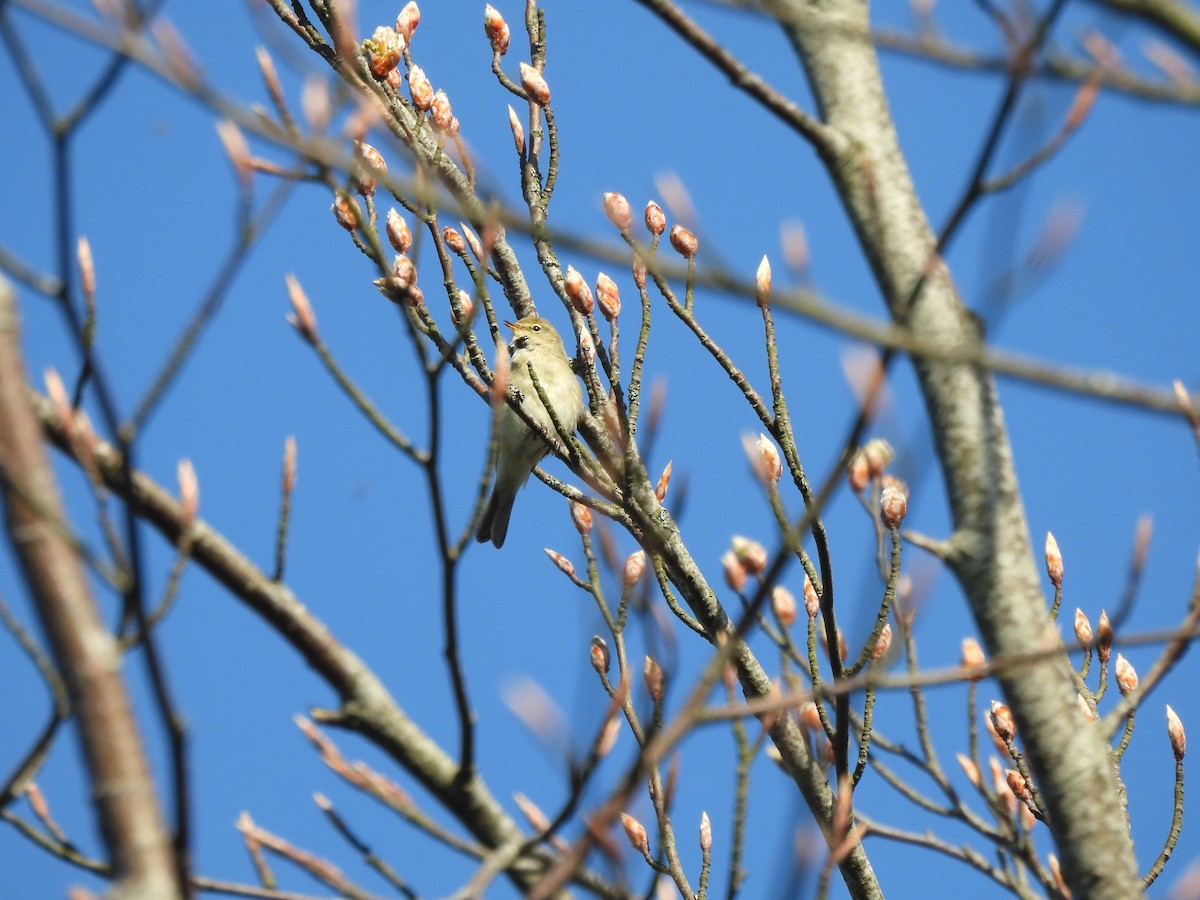 Common Chiffchaff - ML634611339