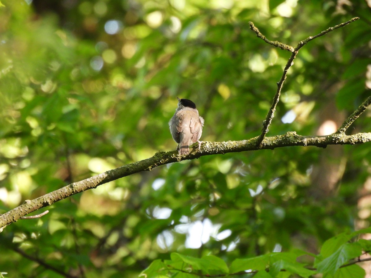 Eurasian Blackcap - ML634611346
