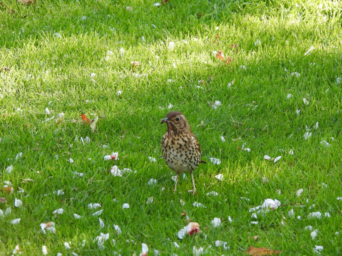 Song Thrush - ML634611352