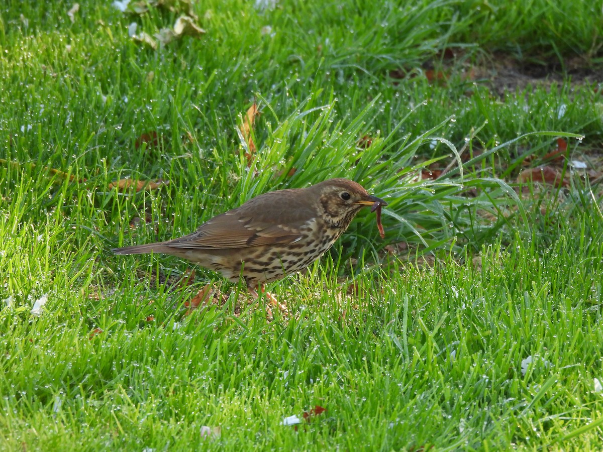 Song Thrush - ML634611353
