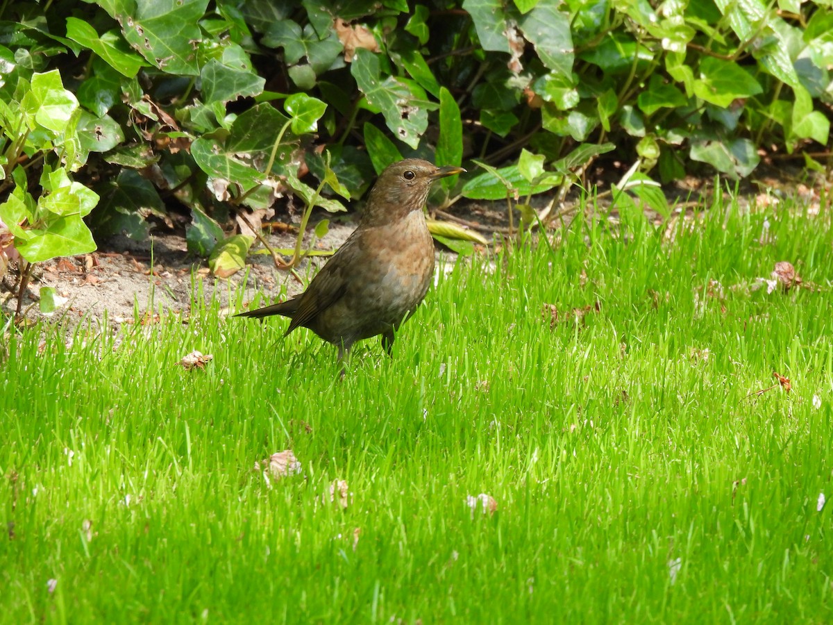 Eurasian Blackbird - ML634611368