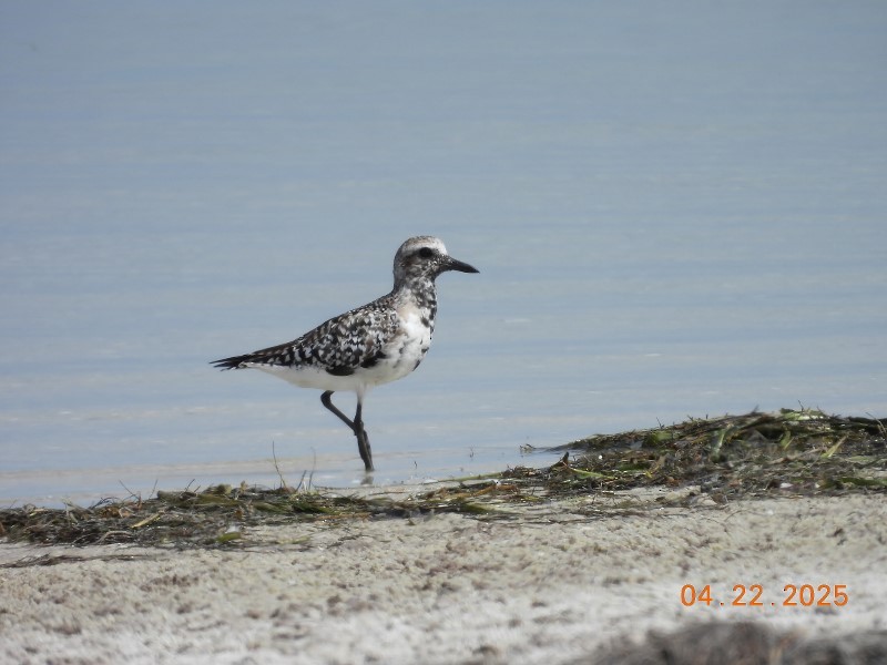 Black-bellied Plover - ML634611406