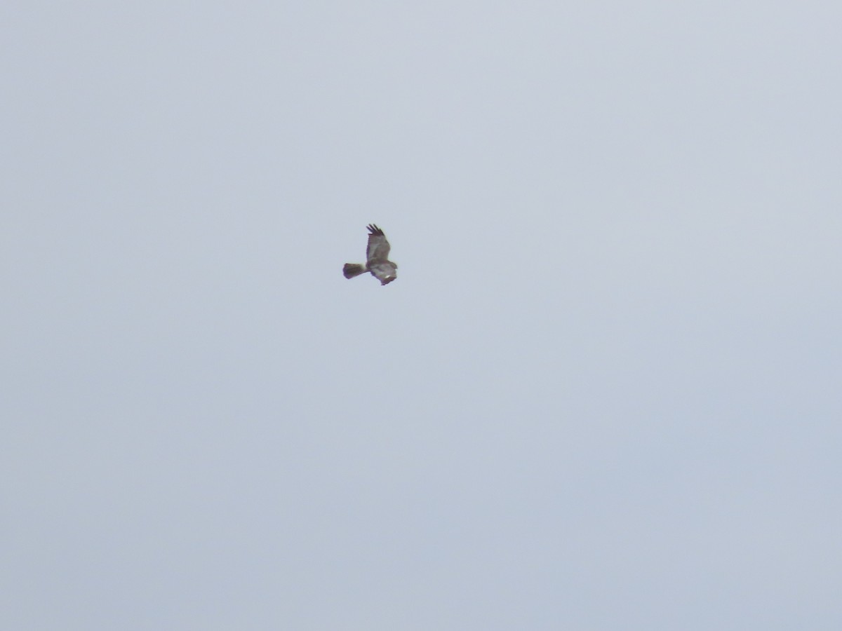 Cinereous Harrier - ML634611410