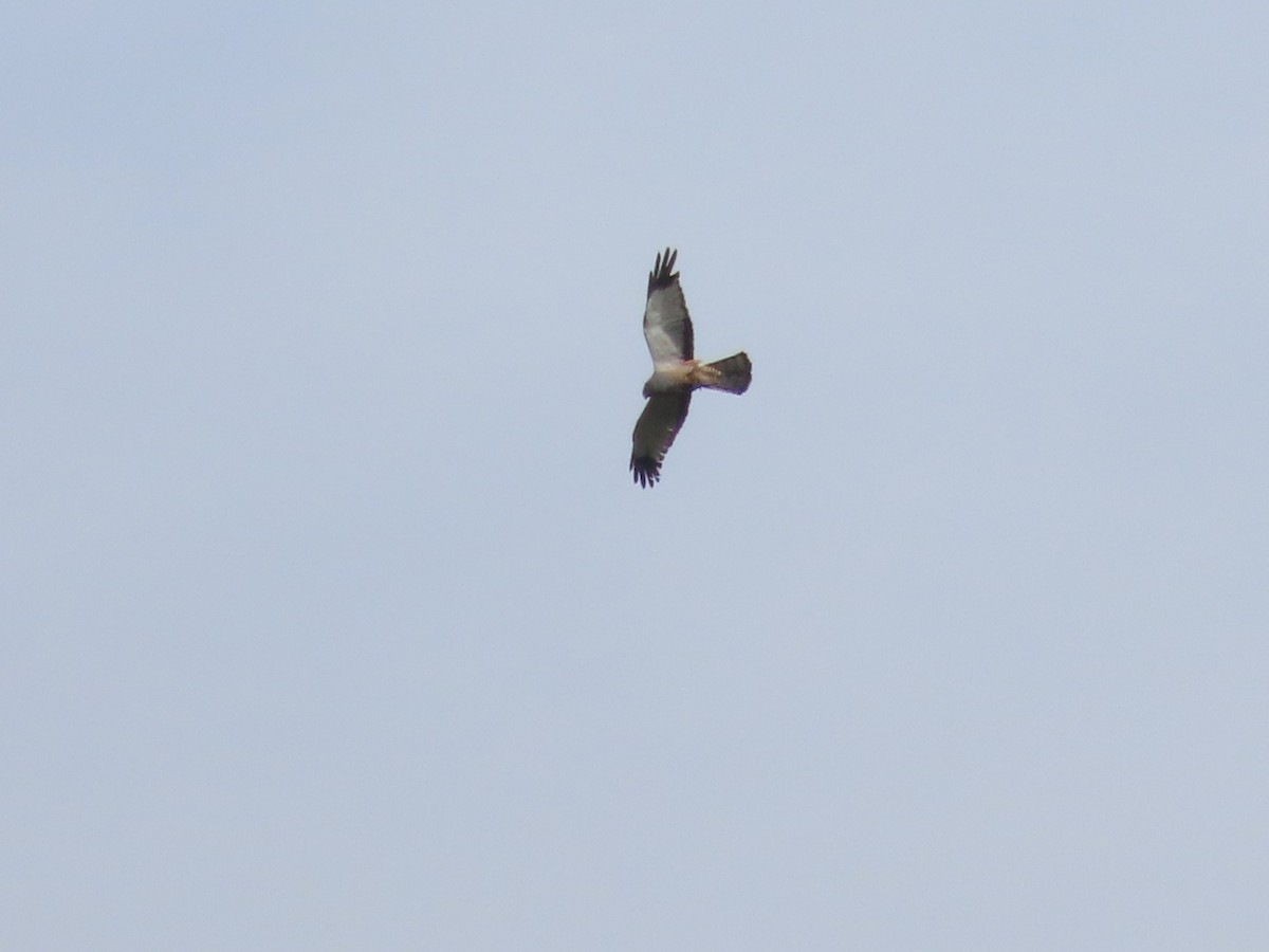 Cinereous Harrier - ML634611411