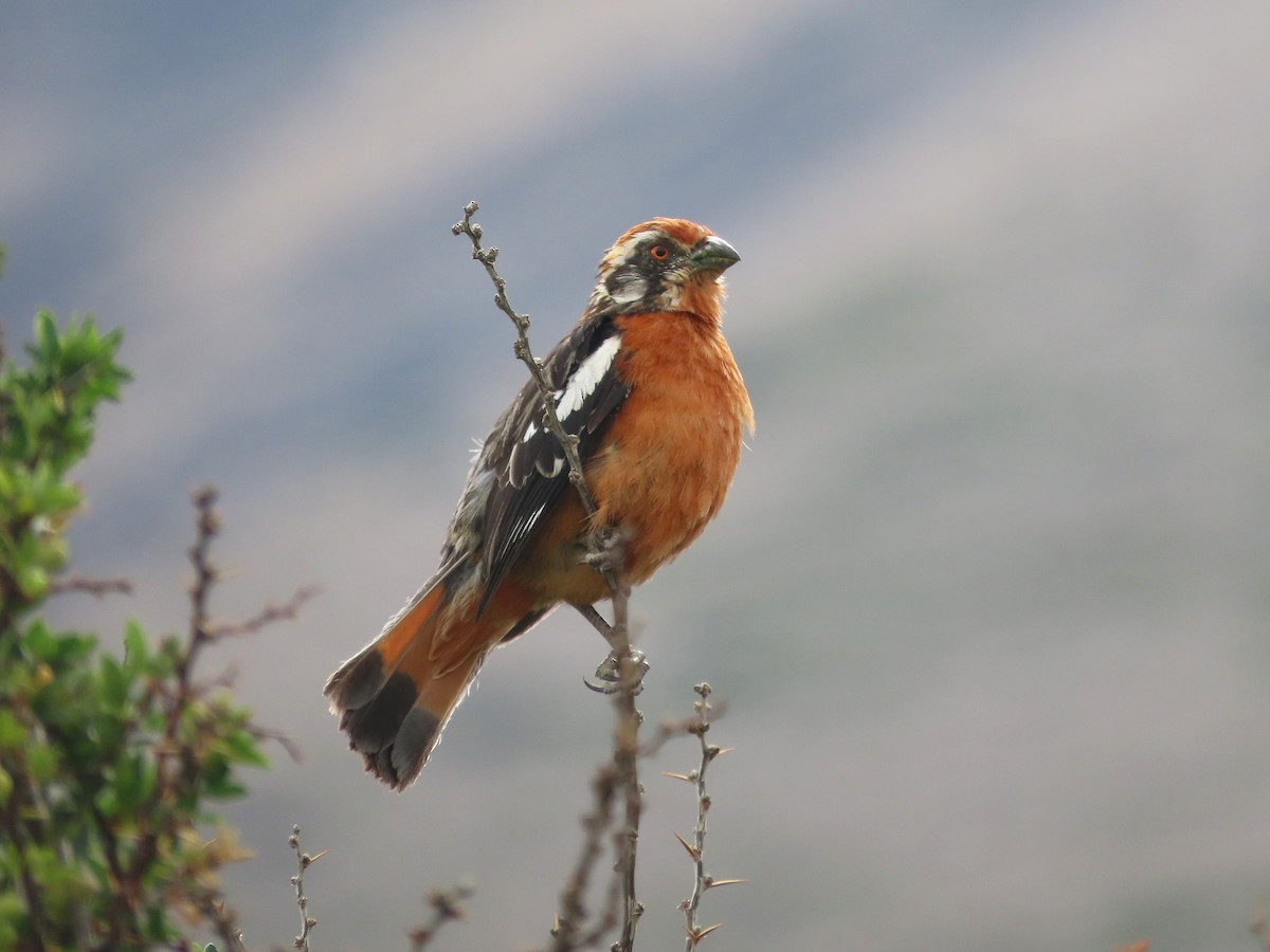 Rufous-tailed Plantcutter - ML634611415