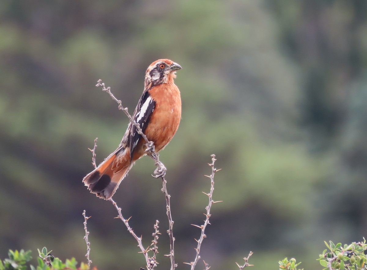 Rufous-tailed Plantcutter - ML634611416
