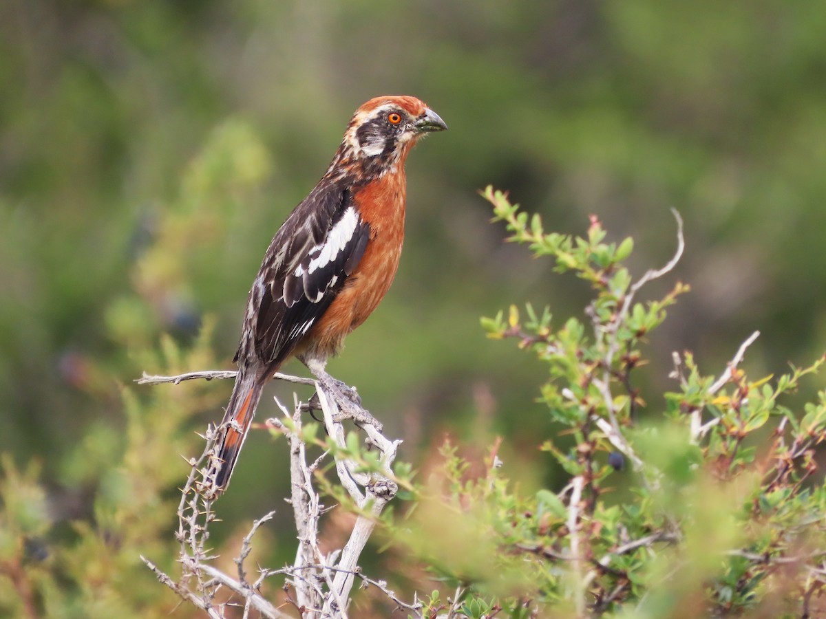 Rufous-tailed Plantcutter - ML634611417