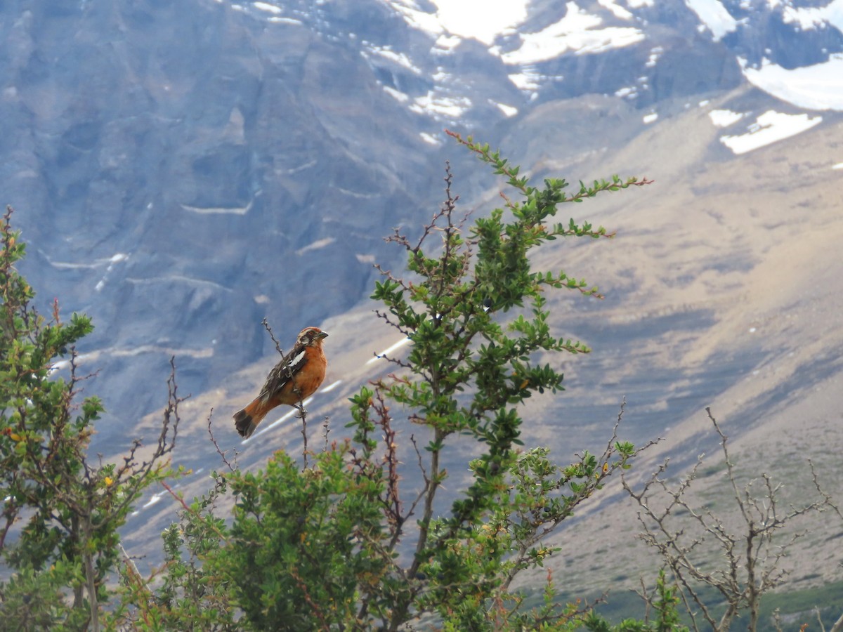 Rufous-tailed Plantcutter - ML634611420
