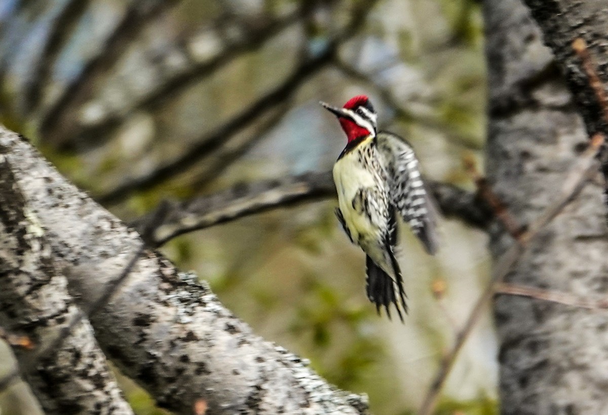 Yellow-bellied Sapsucker - ML634611428
