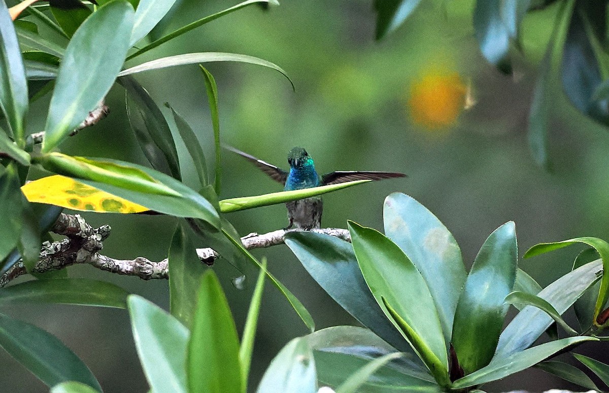 Mangrov Kolibri - ML634611438