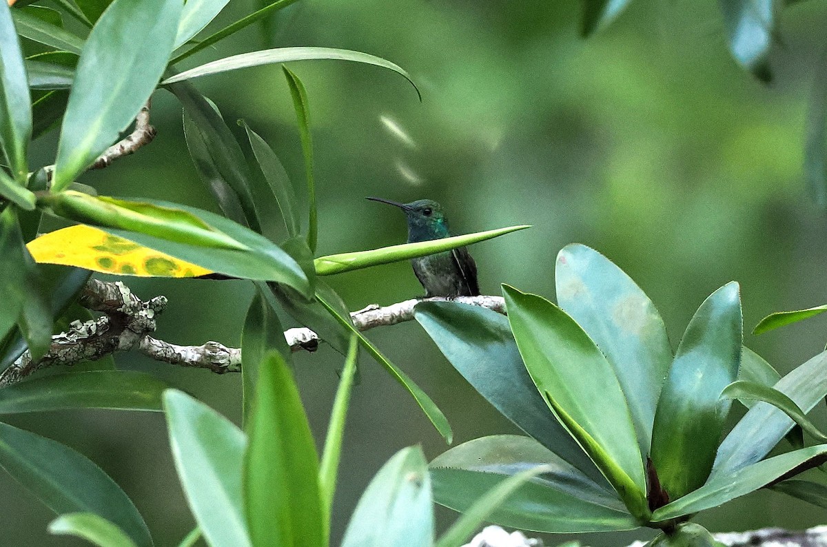 Mangrov Kolibri - ML634611439
