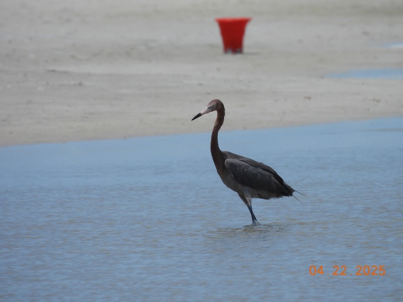 Reddish Egret - ML634611450