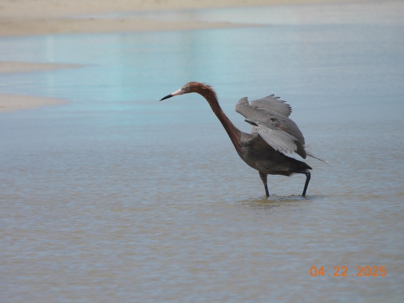 Reddish Egret - ML634611455