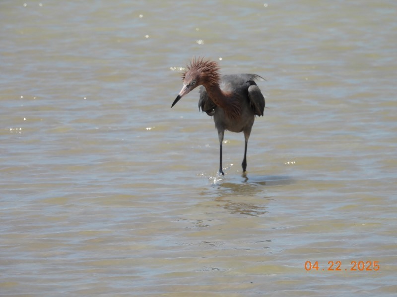 Reddish Egret - ML634611462