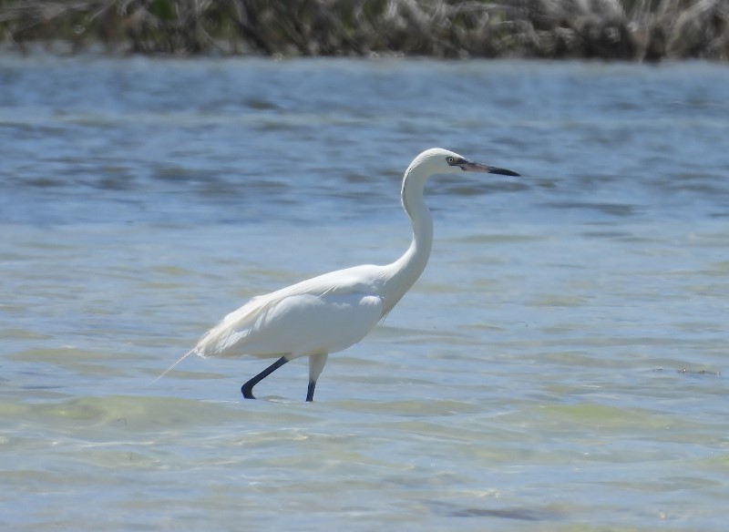 Reddish Egret - ML634611473