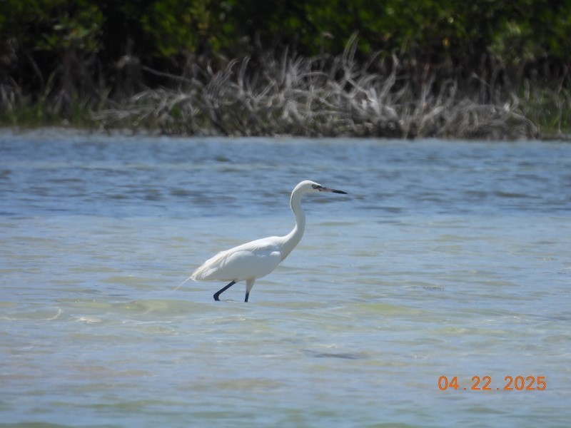 Reddish Egret - ML634611476