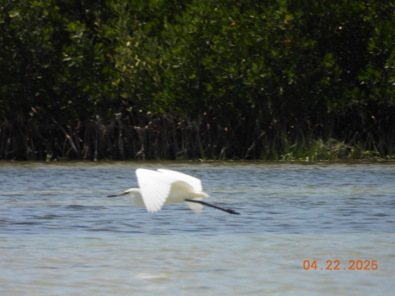 Reddish Egret - ML634611492