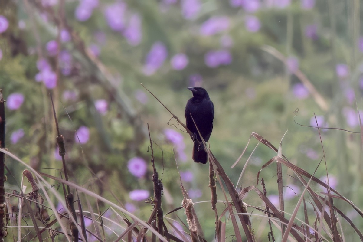 Scrub Blackbird - ML634611518