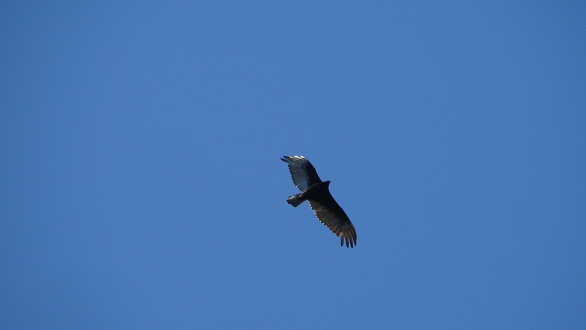 Turkey Vulture - ML634611556