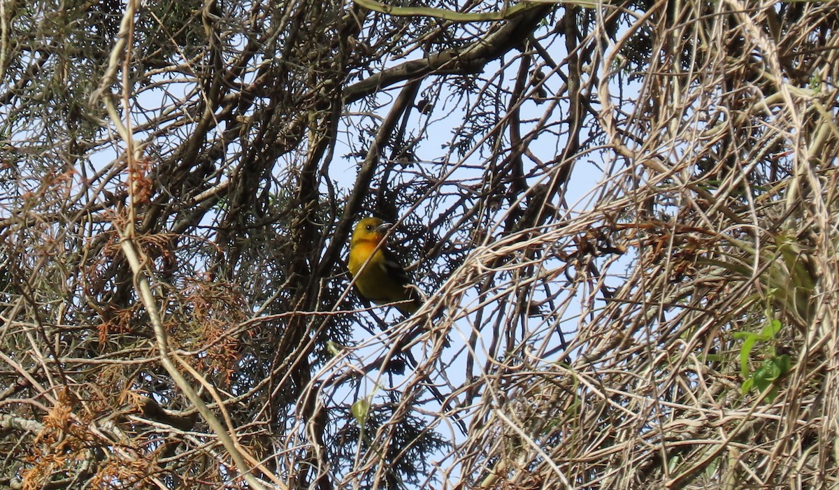 White-winged Tanager - ML634611609