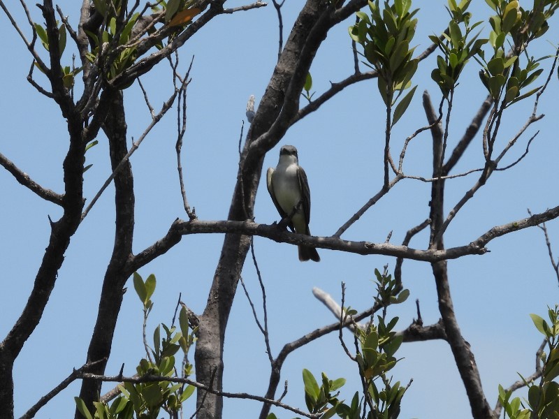 Gray Kingbird - ML634611620