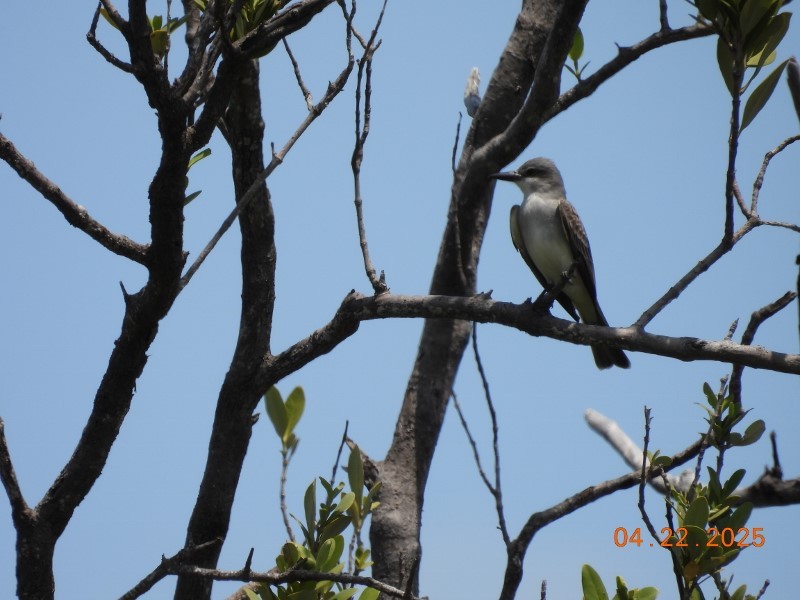 Gray Kingbird - ML634611624