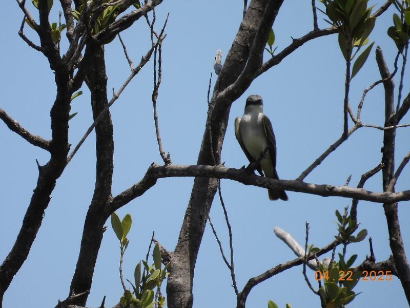 Gray Kingbird - ML634611632