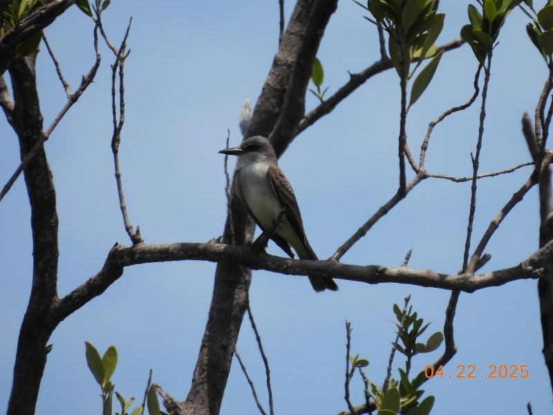 Gray Kingbird - ML634611641