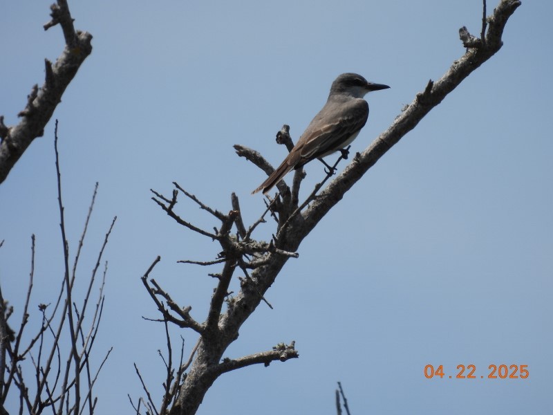 Gray Kingbird - ML634611650