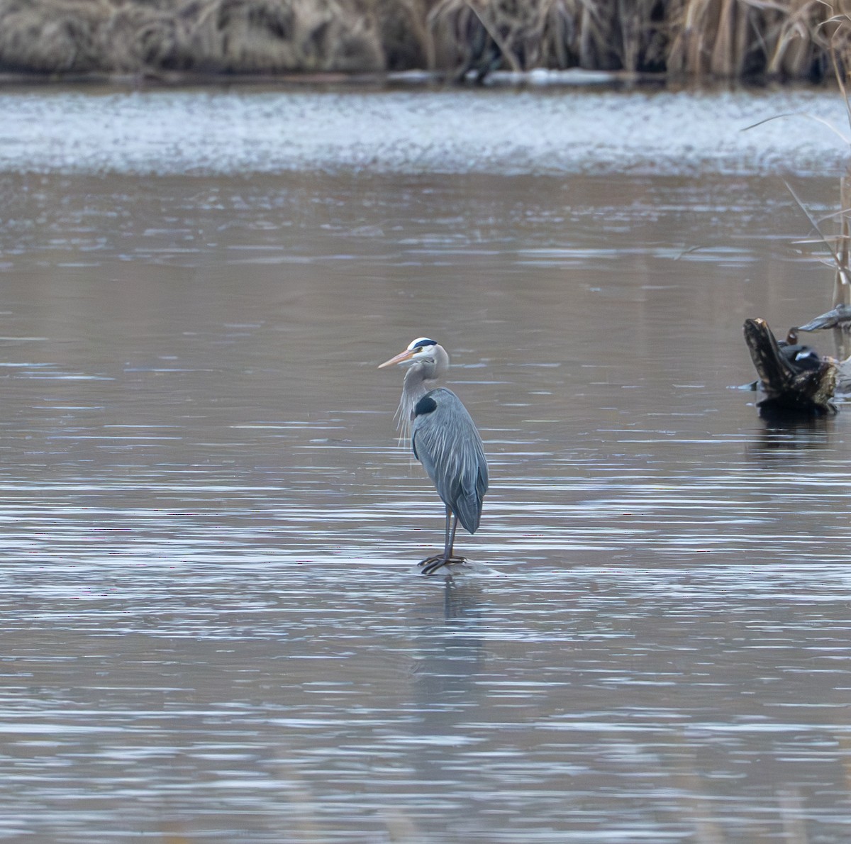 Great Blue Heron - ML634611658