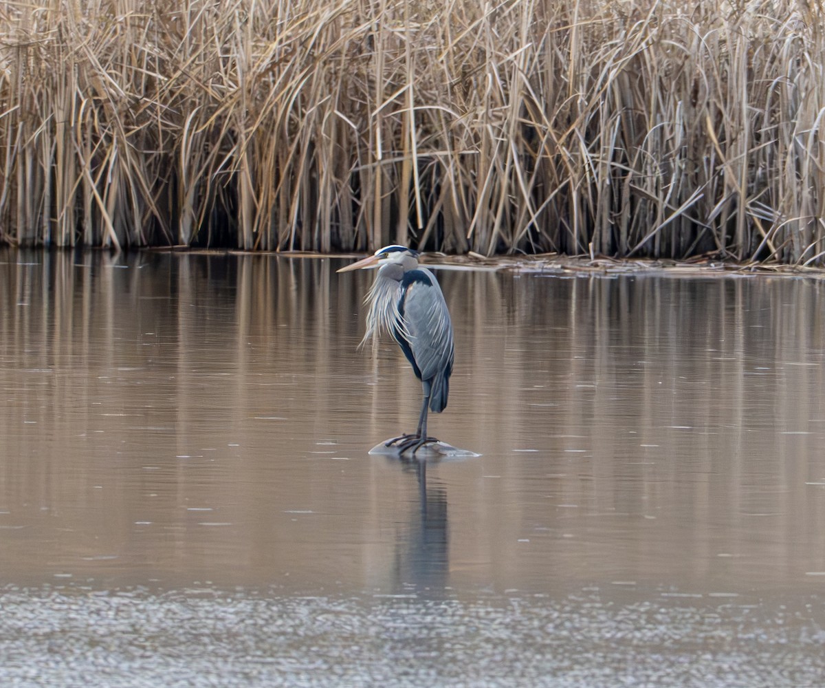 Great Blue Heron - ML634611666