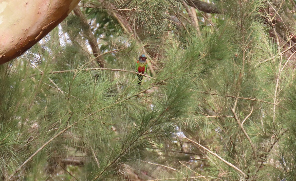 アカオウロコインコ - ML634611702
