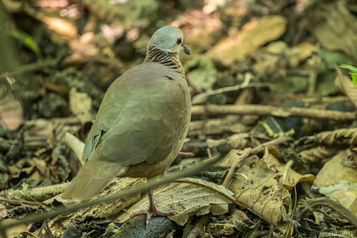 Lined Quail-Dove (linearis) - ML634611812