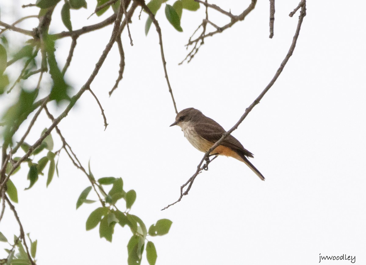 Vermilion Flycatcher - ML634612169