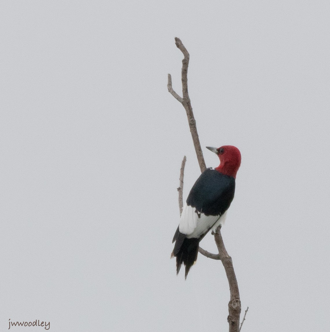 Red-headed Woodpecker - ML634612215